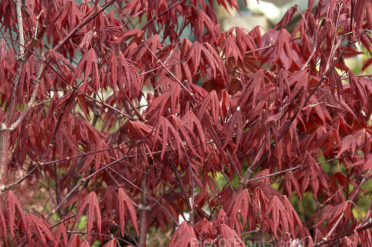 The young spring leaves of <i>Acer palmatum</i> 'Bloodgood', a Japanese maple cultivar that has purple-red spring and summer foliage that develops brilliant crimson tones in autumn. Order Sapindales, Family: Sapindaceae