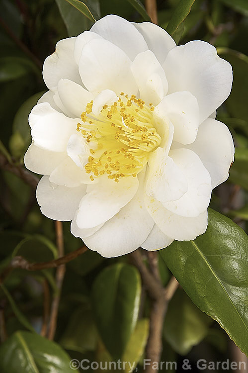 <i>Camellia</i> 'Silver Anniversary', an American-raised <i>Camellia japonica</i> cultivar introduced in 1960. It flowers well into spring. Order: Ericales, Family: Theaceae