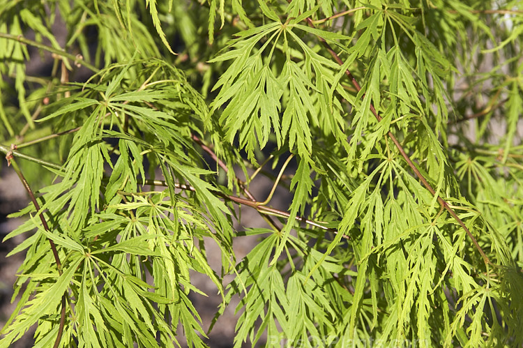 Bright Green Fine-leaved Japanese Maple (<i>Acer palmatum</i> 'Dissectum Viridis'), a cultivar with very fresh bright green foliage that develops rich gold and orange tones in autumn. Order Sapindales, Family: Sapindaceae