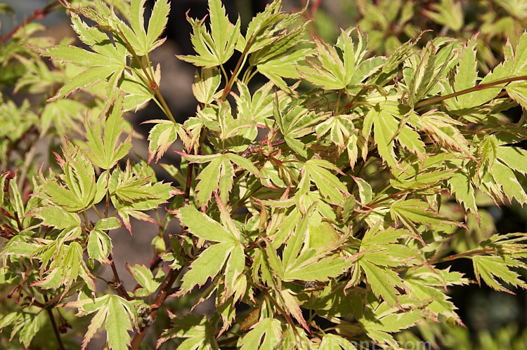 <i>Acer palmatum</i> 'Butterfly', a very attractive Japanese Maple cultivar with cream, green and pink variegated foliage. It can grow to 5m tall and because of its delicate foliage it needs a position sheltered from drying winds and the hottest sun. Order Sapindales, Family: Sapindaceae