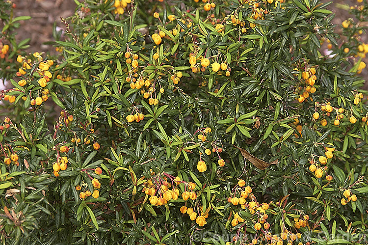 Berberis x stenophylla (<i>Berberis darwinii x Berberis empetrifolia</i>) 'Corallina. Compacta', a dwarf cultivar of a brightly coloured hybrid between two. South American evergreen barberries. It grows to around 30cm high and slightly wider. berberis-2186htm'>Berberis. Order: Ranunculales, Family: Berberidaceae