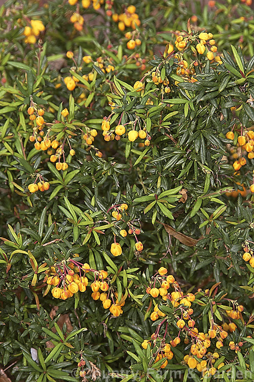 Berberis x stenophylla (<i>Berberis darwinii x Berberis empetrifolia</i>) 'Corallina. Compacta', a dwarf cultivar of a brightly coloured hybrid between two. South American evergreen barberries. It grows to around 30cm high and slightly wider. berberis-2186htm'>Berberis. Order: Ranunculales, Family: Berberidaceae