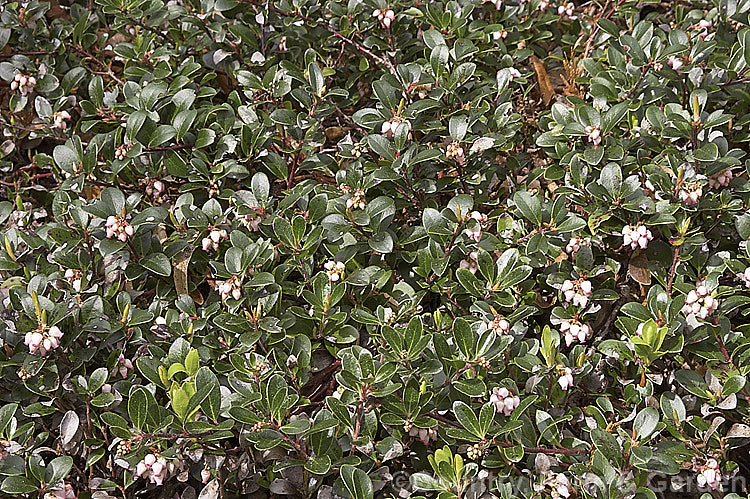 Pine-mat Manzanita (<i>Arctostaphylos nevadensis</i>), a sprawling, spring- to early summer-flowering evergreen shrub native to the western United States. It is usually just a few centimetres high but can spread to well over 1m wide. Order: Ericales, Family: Ericaceae