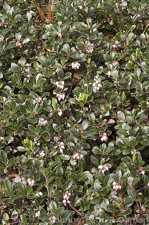 Pine-mat Manzanita (<i>Arctostaphylos nevadensis</i>), a sprawling, spring- to early summer-flowering evergreen shrub native to the western United States. It is usually just a few centimetres high but can spread to well over 1m wide. Order: Ericales, Family: Ericaceae