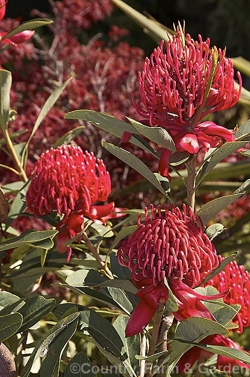 New South Wales. Waratah (<i>Telopea speciosissima</i>), an evergreen spring-flowering shrub or small tree native to southeastern Australia. It grows to around 6m tall, often with a considerable spread. Order: Proteales, Family: Proteaceae