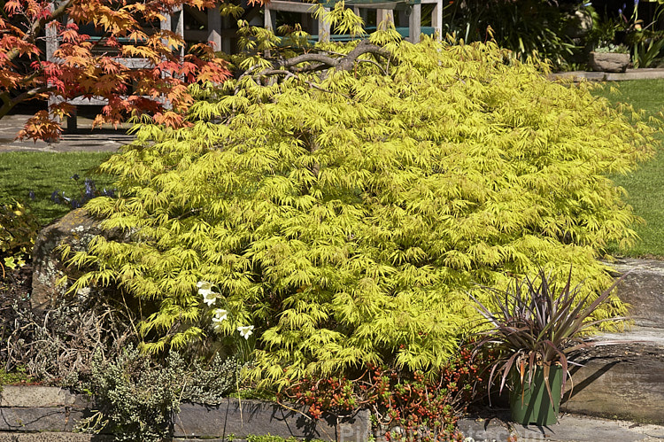 <i>Acer palmatum</i> 'Filigree Lace', a low, spreading Dissectum cultivar that has yellow-green spring foliage that turns to light green in summer before becoming golden orange in autumn. Order Sapindales, Family: Sapindaceae