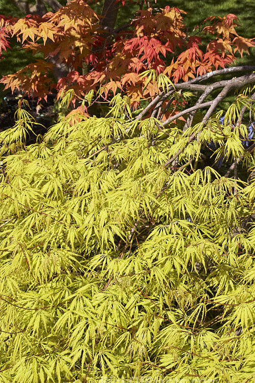 <i>Acer palmatum</i> 'Filigree Lace', a low, spreading Dissectum cultivar that has yellow-green spring foliage that turns to light green in summer before becoming golden orange in autumn. Order Sapindales, Family: Sapindaceae