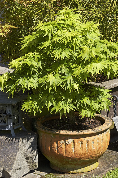 A small Japanese Maple (<i>Acer palmatum</i>) cultivar grown in an earthenware pot in a bonsai style. Just visible in the shadows is a Japanese bronze lantern. Order Sapindales, Family: Sapindaceae