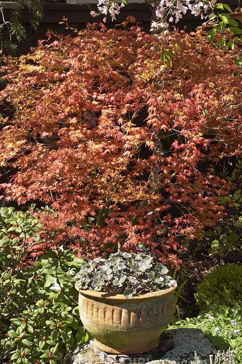 <i>Acer palmatum</i> 'Chishio', a small, upright Japanese Maple cultivar with very fine, delicate foliage that passes through several colour phases, starting bright red in spring ('Chishio' means blood-coloured</i>) as shown here, turning to green in summer before once again developing fiery tones in autumn. It grows slowly to around 3.5m tall Order Sapindales, Family: Sapindaceae