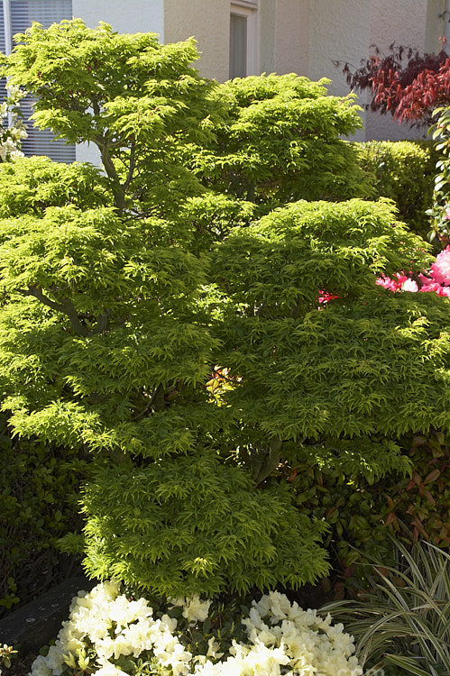 Lion's Head or Lion's Mane Japanese Maple (<i>Acer palmatum</i> 'Shishi Gashira' [syn. 'Crispum']), a compact, densely-foliaged cultivar with a rather tiered branch habit. It only grows to around 2m tall but the congested growth creates the impression of a much larger tree. Order Sapindales, Family: Sapindaceae