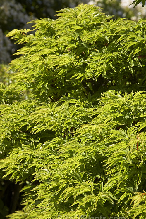 Lion's Head or Lion's Mane Japanese Maple (<i>Acer palmatum</i> 'Shishi Gashira' [syn. 'Crispum']), a compact, densely-foliaged cultivar with a rather tiered branch habit. It only grows to around 2m tall but the congested growth creates the impression of a much larger tree. Order Sapindales, Family: Sapindaceae