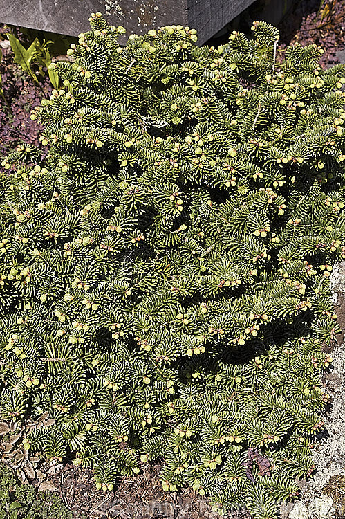 <i>Abies balsamea</i> 'Nana', a very dwarf rounded to spreading form of the Balsam Fir or Balm of Gilead, an evergreen coniferous tree native to northern North America. Order: Pinales, Family: Pinaceae