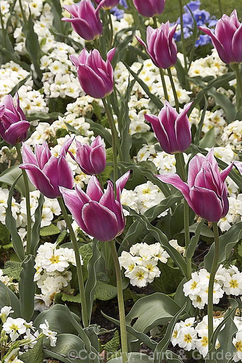 Tulipa 'Ballade' (<i>Category 6 x Lily-flowered</i>), a distinctive two-toned late-flowering tulip introduced in 1953. The stems can be over 45cm tall It is shown here growing among white-flowered Primula malacoides. Order: Liliales, Family: Liliaceae