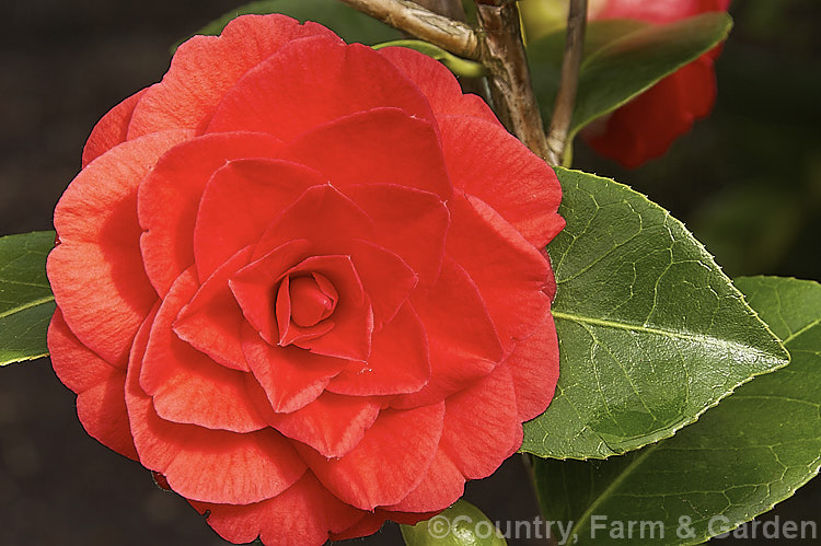 <i>Camellia</i> 'Red Red Rose', a bright red, formal double-flowered <i>Camellia japonica</i> cultivar. It is slow growing, with a narrow, erect habit. Order: Ericales, Family: Theaceae