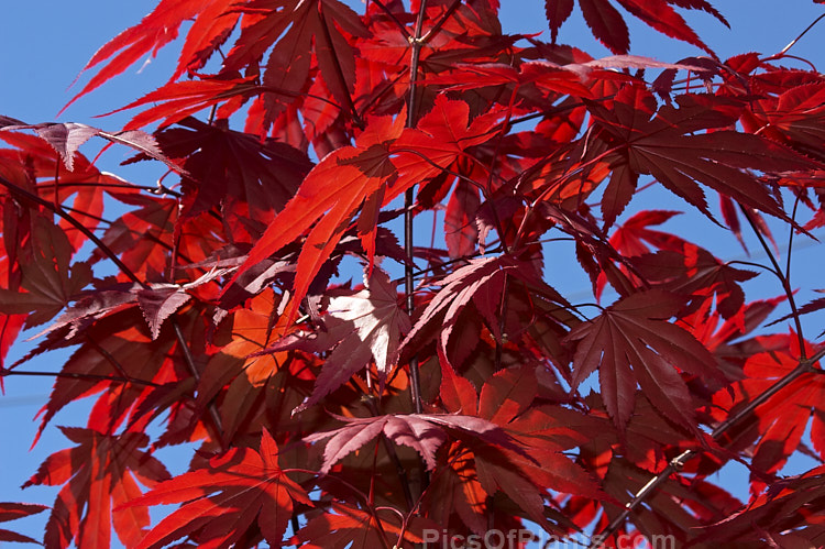 <i>Acer palmatum</i> 'Bloodgood', a Japanese maple cultivar that has purple-red spring and summer foliage that develops brilliant crimson tones in autumn. Order Sapindales, Family: Sapindaceae