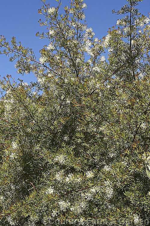 Grevillea glabrata, spring-flowering, evergreen shrub native to Western Australia. It often has a rather weeping growth habit and grows to around 2m tall and somewhat wider. The widely spaced white flowers make the heads very distinctive