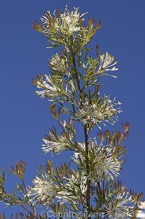 Grevillea glabrata, spring-flowering, evergreen shrub native to Western Australia. It often has a rather weeping growth habit and grows to around 2m tall and somewhat wider. The widely spaced white flowers make the heads very distinctive