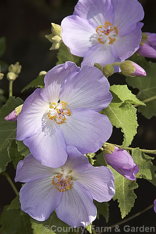 <i>Abutilon vitifolium</i>, a large spring- to summer-flowering shrub or small tree native to Chile. It grows quickly but is inclined to be short-lived. Order: Malvales, Family: Malvaceae