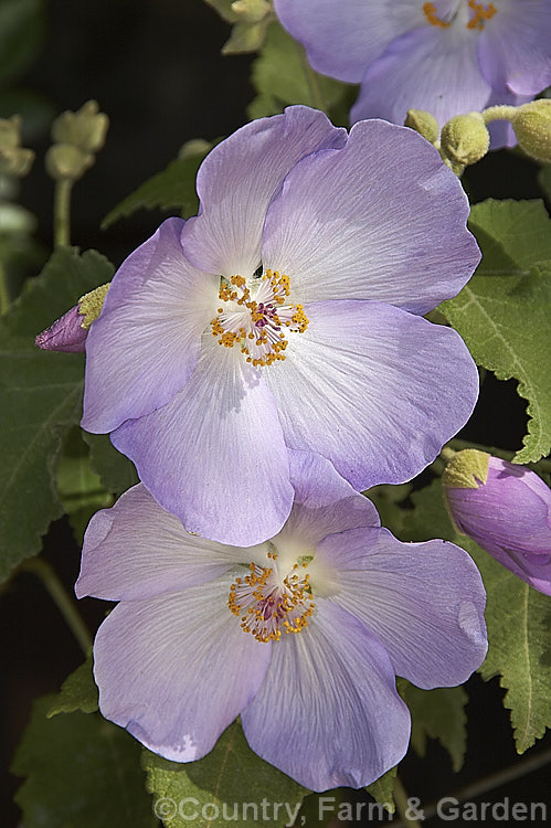 <i>Abutilon vitifolium</i>, a large spring- to summer-flowering shrub or small tree native to Chile. It grows quickly but is inclined to be short-lived. Order: Malvales, Family: Malvaceae