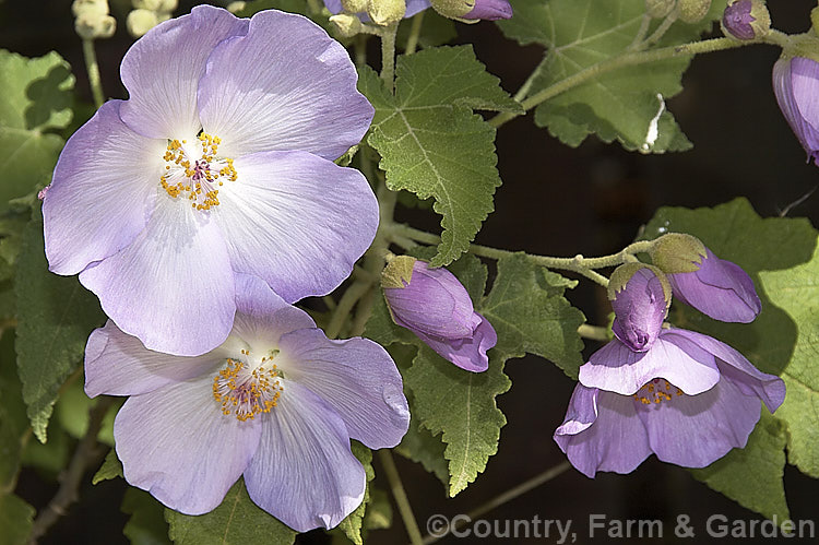 <i>Abutilon vitifolium</i>, a large spring- to summer-flowering shrub or small tree native to Chile. It grows quickly but is inclined to be short-lived. Order: Malvales, Family: Malvaceae