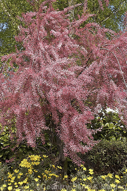 Early Tamarisk (<i>Tamarix parviflora</i>), a large deciduous shrub or small tree native to Europe. Its branches often have an arching habit and the plant can be distinguished from most of the commonly grown tamarisks in that it flowers on the old wood in spring, rather than on the new growth in summer. tamarix-2300htm'>Tamarix. <a href='tamaricaceae-plant-family-photoshtml'>Tamaricaceae</a>.