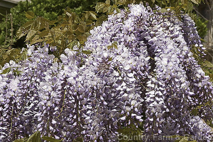 Wisteria sinensis 'Caroline', a very popular early-flowering New Zealand -raised plant that is usually listed as a cultivar of the Chinese Wisteria, though it more closely resembles the Japanese Wisteria (<i>Wisteria floribunda</i>). wisteria-2308htm'>Wisteria.