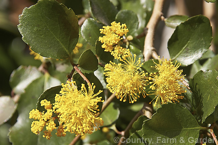 Azara serrata, an evergreen shrub or small tree native to Chile. It blooms in spring and although the flowers are similar to those of its better-known relative the Vanilla. Tree (<i>Azara microphylla</i>), they are larger and unscented. azara-2391htm'>Azara. <a href='salicaceae-plant-family-photoshtml'>Salicaceae</a>.