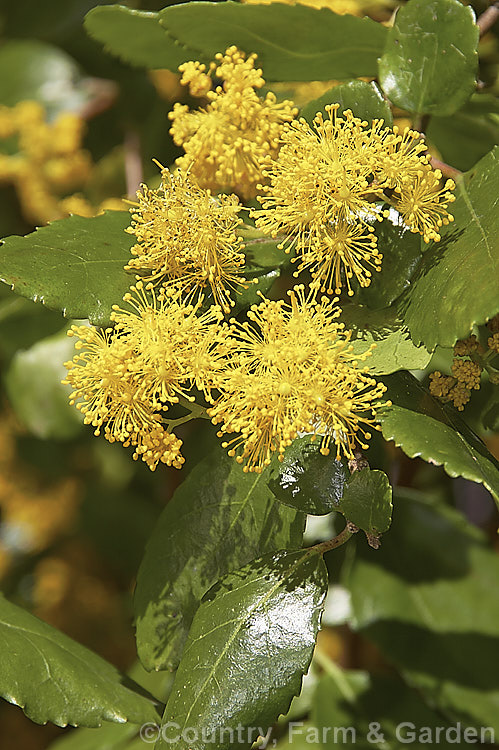 Azara serrata, an evergreen shrub or small tree native to Chile. It blooms in spring and although the flowers are similar to those of its better-known relative the Vanilla. Tree (<i>Azara microphylla</i>), they are larger and unscented. azara-2391htm'>Azara. <a href='salicaceae-plant-family-photoshtml'>Salicaceae</a>.