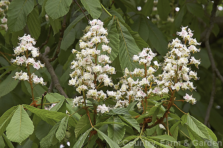 Horse Chestnut (<i>Aesculus hippocastanum</i>) flowers in spring. This widely grown 15-25m tall tree occurs naturally in Greece, Albania and Bulgaria. The flowers develop into spiky fruiting bodies, each containing two hard nuts. Order Sapindales, Family: Sapindaceae