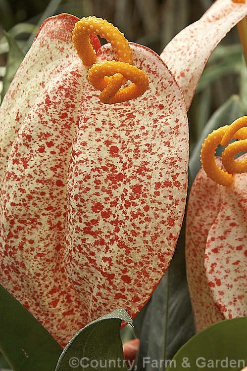 Anthurium scherzerianum 'Rothschildianum', a cultivar of an evergreen perennial native to Costa. Rica 'Rothschildianum' differs from the species in having a very distinctive red-spotted spathe, as opposed to overall red or orange-red. The spirally twisted spadix is a feature of this species. anthurium-2027htm'>Anthurium.