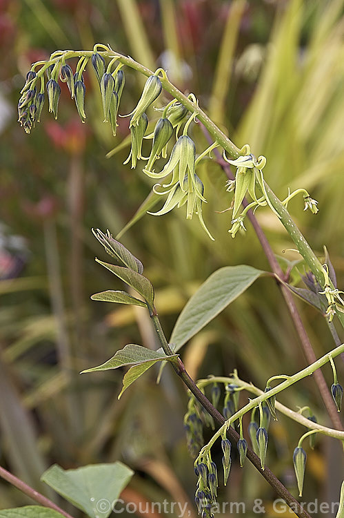 Decaisnea fargesii, a deciduous shrub with strongly upright stems up to 5m tall It is native to western China and has sprays of pendulous bell-shaped flowers in spring followed by distinctive blue bean-like pods. decaisnea-2856htm'>Decaisnea. <a href='lardizabalaceae-plant-family-photoshtml'>Lardizabalaceae</a>.