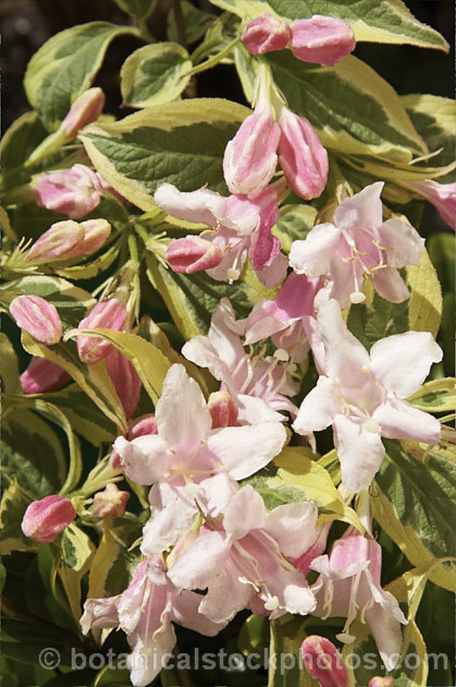 Weigela florida 'Variegata', a very popular variegated foliage form of a spring-flowering deciduous shrub native to northern China, Japan and Korea. It grows to around 35m tall weigela-2307htm'>Weigela. <a href='caprifoliaceae-plant-family-photoshtml'>Caprifoliaceae</a>.
