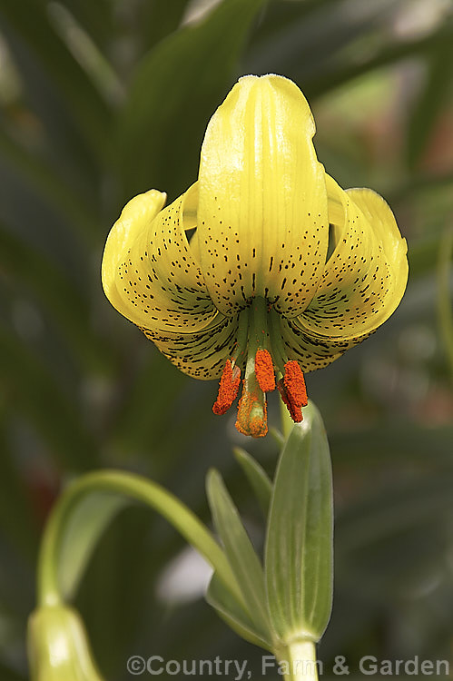 Lilium pyrenaicum, an early summer-flowering lily native to the mountains of southern Europe. Its stem length is very variable, ranging from 15-135 cm tall lilium-2171htm'>Lilium. <a href='liliaceae-plant-family-photoshtml'>Liliaceae</a>.