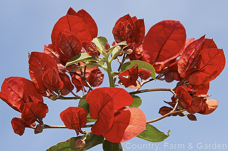 Young flower bracts of Bougainvillea 'Scarlett. O'Hara' (syns 'San. Diego. Red', Hawaiian. Scarlet'), a vigorous hybrid bougainvillea that flowers throughout the warmer months. In addition to the bright red flower bracts it has bronze new growth. bougainvillea-2413htm'>Bougainvillea. <a href='nyctaginaceae-plant-family-photoshtml'>Nyctaginaceae</a>.