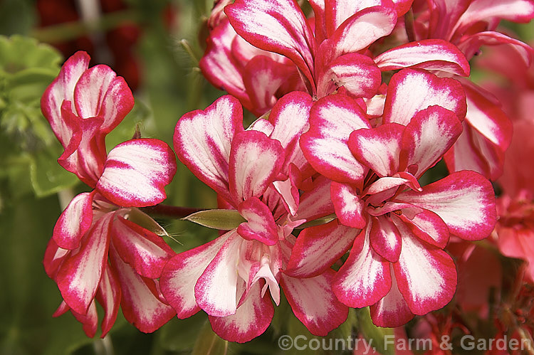 Pelargonium peltatum 'Mexikanerin' (syn 'Rouletta'), a semi-double bicolor ivy-leaved geranium cultivar that grows vigorously. The parent species is a scrambling or climbing, evergreen, woody-stemmed perennial native to southern Africa. pelargonium-2480htm'>Pelargonium.