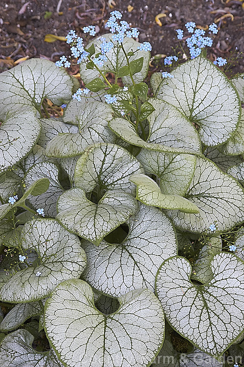 Brunnera macrophylla 'Looking Glass', a strongly silver-grey-variegated cultivar of a spring-flowering woodland perennial native to eastern Europe. The small forget-me-not flowers are borne on stems to 50 cm long and the leaves are up to 12 cm long. brunnera-2612htm'>Brunnera.