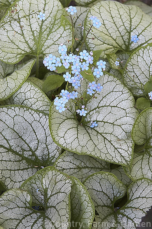 Brunnera macrophylla 'Looking Glass', a strongly silver-grey-variegated cultivar of a spring-flowering woodland perennial native to eastern Europe. The small forget-me-not flowers are borne on stems to 50 cm long and the leaves are up to 12 cm long. brunnera-2612htm'>Brunnera.