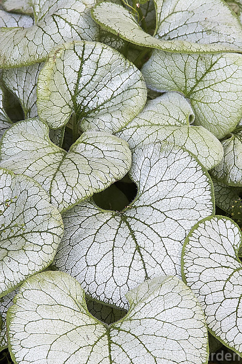 Brunnera macrophylla 'Looking Glass', a strongly silver-grey-variegated cultivar of a spring-flowering woodland perennial native to eastern Europe. The small forget-me-not flowers are borne on stems to 50 cm long and the leaves are up to 12 cm long. brunnera-2612htm'>Brunnera.