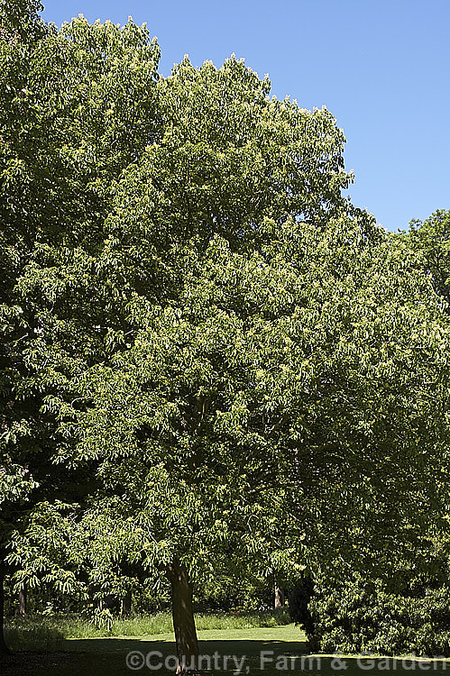 Sweet Buckeye or Yellow Buckeye (<i>Aesculus flava</i>), a North American tree that can grow to over 25m tall. The fruit is a hard brown nut in a smooth case. Order Sapindales, Family: Sapindaceae