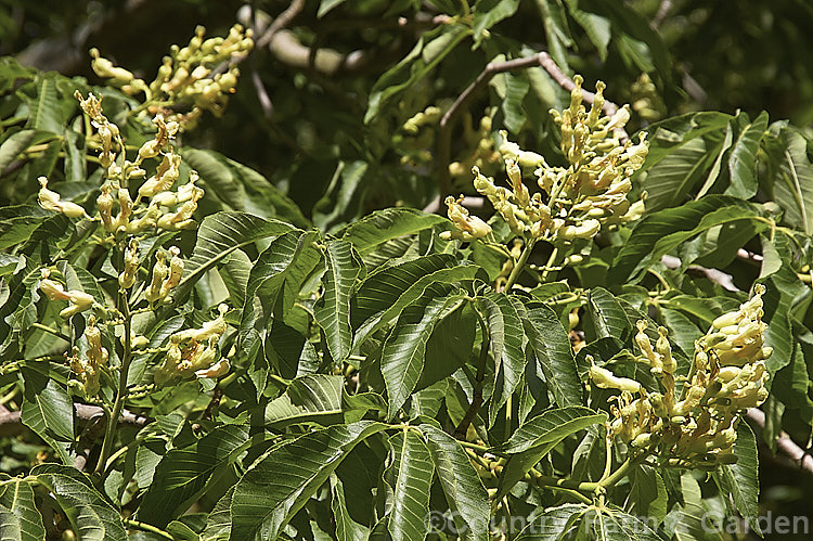 Sweet Buckeye or Yellow Buckeye (<i>Aesculus flava</i>), a North American tree that can grow to over 25m tall. The fruit is a hard brown nut in a smooth case. Order Sapindales, Family: Sapindaceae