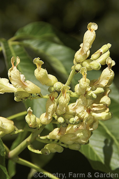 Flowers of the Sweet Buckeye or Yellow Buckeye (<i>Aesculus flava</i>), a North American tree that can grow to over 25m tall. The fruit is a hard brown nut in a smooth case. Order Sapindales, Family: Sapindaceae