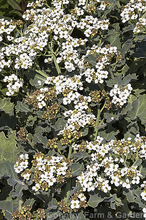 Sea. Kale (<i>Crambe maritima</i>), a 30-75cm high, spring- to early summer-flowering perennial crucifer native to coastal northern Europe and around the Baltic and Black Seas. Its foliage is sometimes used as a vegetable. crambe-2671htm'>Crambe. .