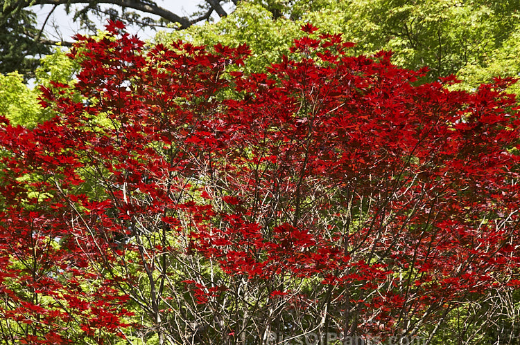 Standing out clearly from a green backdrop is the spring foliage of <i>Acer palmatum</i> 'Bloodgood', a Japanese maple cultivar. 'Bloodgood' has vivid purple-red spring and summer foliage and develops brilliant crimson tones in autumn. Order Sapindales, Family: Sapindaceae