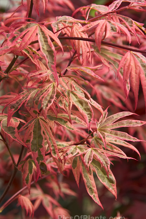 <i>Acer palmatum</i> 'Shirazz' (syn. 'Gwen's Rose Delight'), a New Zealand-raised Japanese Maple cultivar with strongly marked variegated foliage combining green and cream with a strong pink edge and overall pink flush. The colours intensify in autumn, with the green turning to strong purple-red. Order Sapindales, Family: Sapindaceae