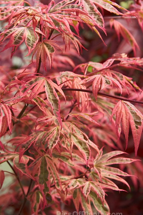 <i>Acer palmatum</i> 'Shirazz' (syn. 'Gwen's Rose Delight'), a New Zealand-raised Japanese Maple cultivar with strongly marked variegated foliage combining green and cream with a strong pink edge and overall pink flush. The colours intensify in autumn, with the green turning to strong purple-red. Order Sapindales, Family: Sapindaceae