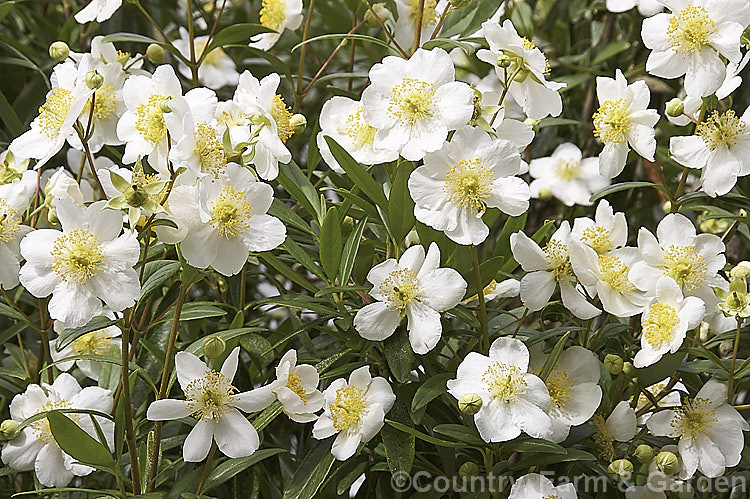 Tree Anemone (<i>Carpenteria californica</i>), an evergreen spring- to early summer-flowering shrub native to California. It grows to around 2m high and wide. Do not confuse with Carpentaria palm.  Order: Cornales, Family: Hydrangeaceae