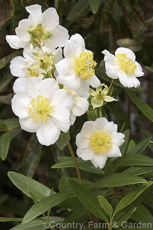 Tree Anemone (<i>Carpenteria californica</i>), an evergreen spring- to early summer-flowering shrub native to California. It grows to around 2m high and wide. Do not confuse with Carpentaria palm.  Order: Cornales, Family: Hydrangeaceae