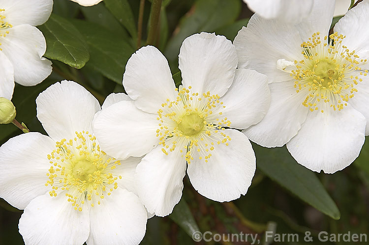 Tree Anemone (<i>Carpenteria californica</i>), an evergreen spring- to early summer-flowering shrub native to California. It grows to around 2m high and wide. Do not confuse with Carpentaria palm.  Order: Cornales, Family: Hydrangeaceae