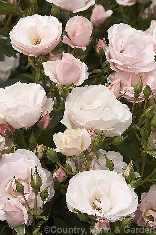 Rosa 'Many Happy Returns' ('Herbstfeuer' x 'Pearl. Drift') a prolific-flowering, low-growing. Cluster-flowered (<i>Floribunda</i>) shrub rose introduced by Harkness of England in 1991. Order: Rosales, Family: Rosaceae