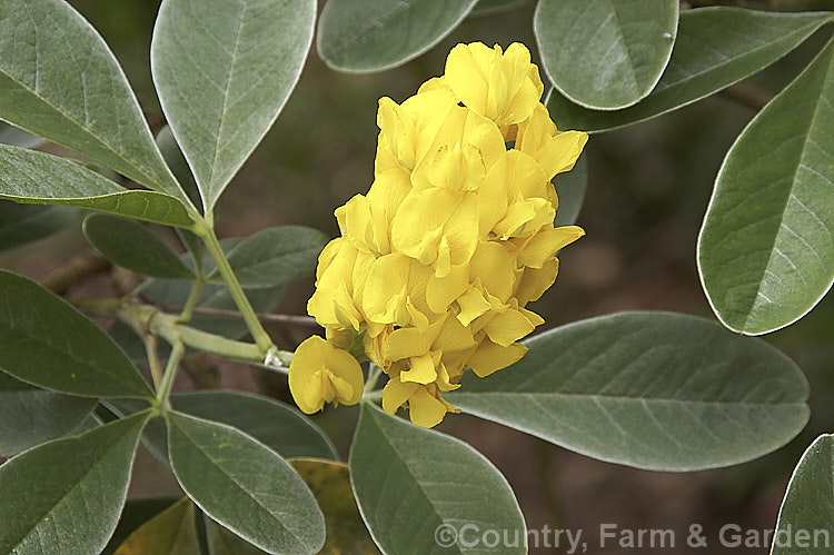 Moroccan Broom or Pineapple Broom (<i>Argyrocytisus battandieri [Cytisus battandieri]), a deciduous or semi-evergreen shrub native to Morocco. It has silver-haired foliage, grows to around 4m tall and produces its fragrant flowerheads from mid-spring into summer. Order: Fabales, Family: Fabaceae